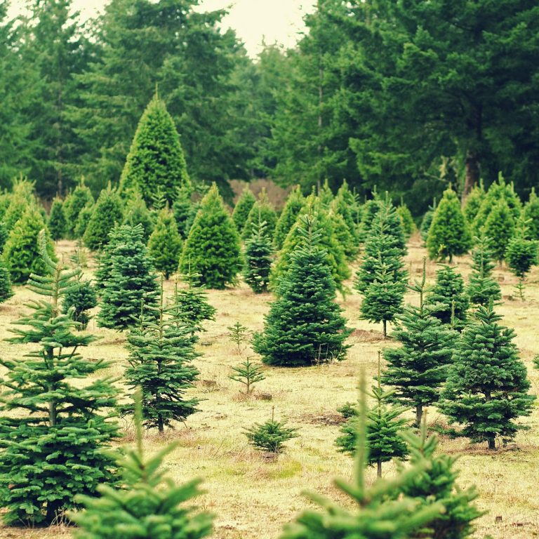 Real Christmas Trees For Sale Grimsby at Irma Nolan blog