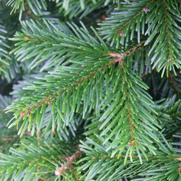 Real Christmas Trees – Nordmann Fir Grade 1 Fresh 7.5 – 8.5ft ...